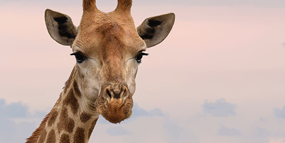 Image du cou d'une giraffe pour illustrer un torticolis