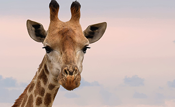 Image du cou d'une giraffe pour illustrer l'article